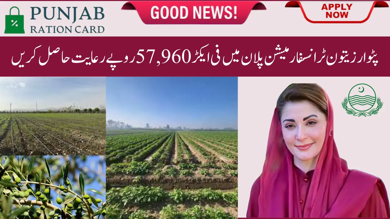 Patwar Olive Transformation Plan 2025 — Complete Guide Subsidy, Eligibility & How to Apply
